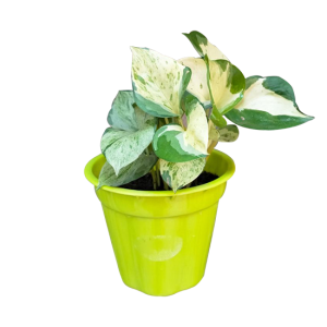 Grill Planter..